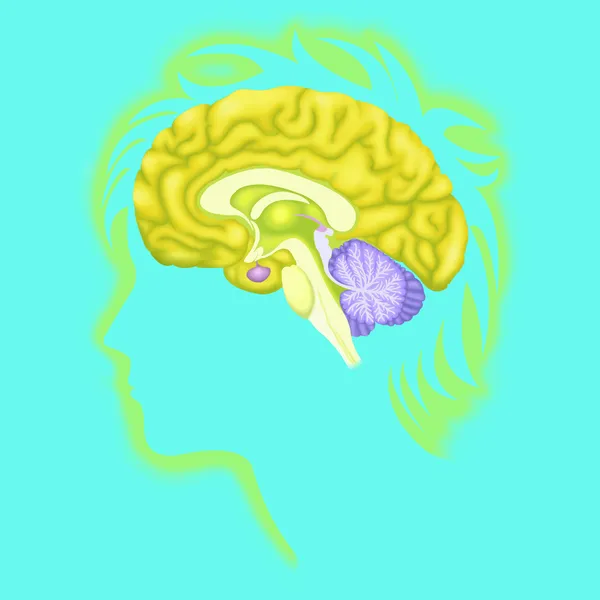 Människans hjärna — Stockfoto