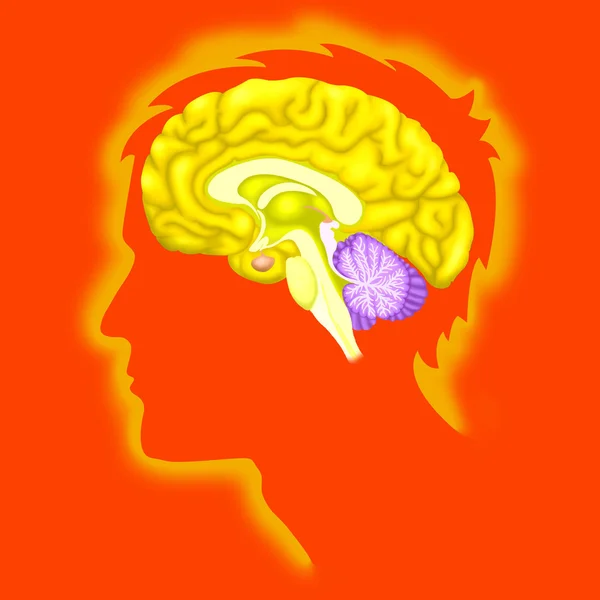 Human brain — Stock Photo, Image