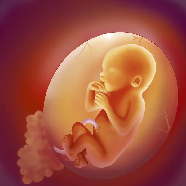 放置胎儿 — 图库照片
