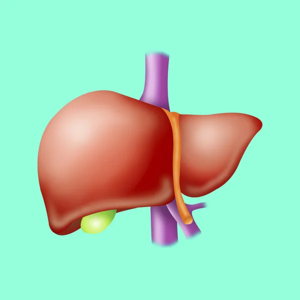 Human liver — Stock Photo, Image