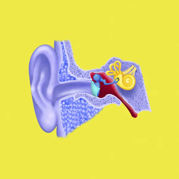 耳介の図 — ストック写真