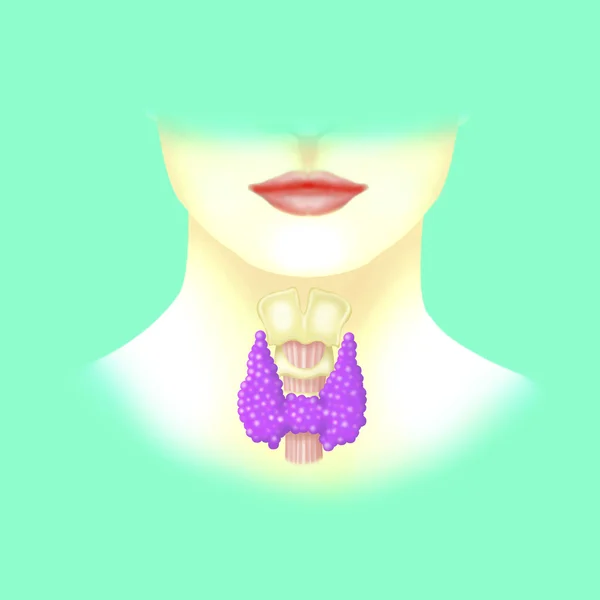 Human thyroid — Stock Photo, Image