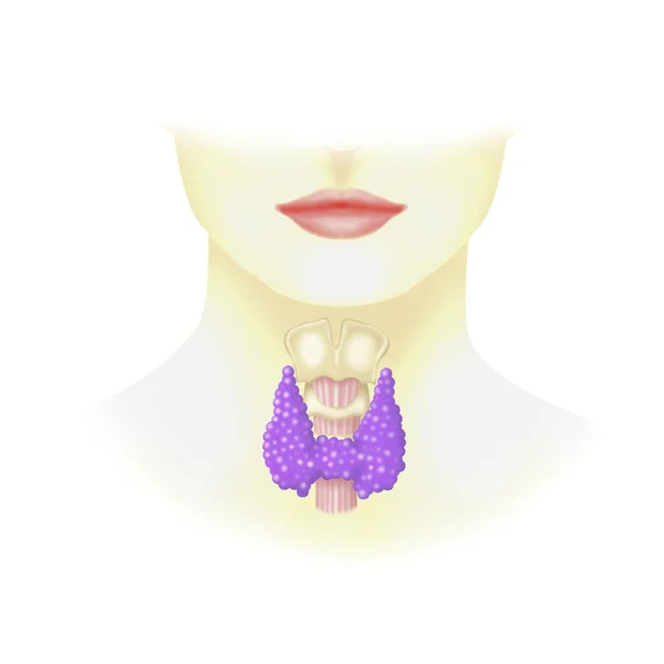 Human thyroid — Stock Photo, Image