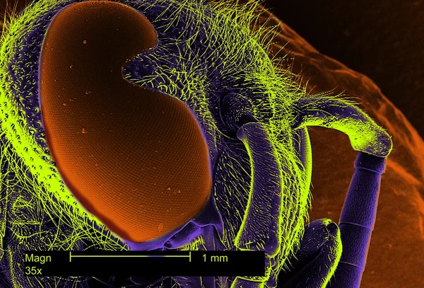 Wasp mikroskop altında — Stok fotoğraf