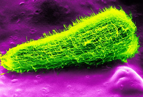 Larva di miracidio del trematode epatico — Foto Stock