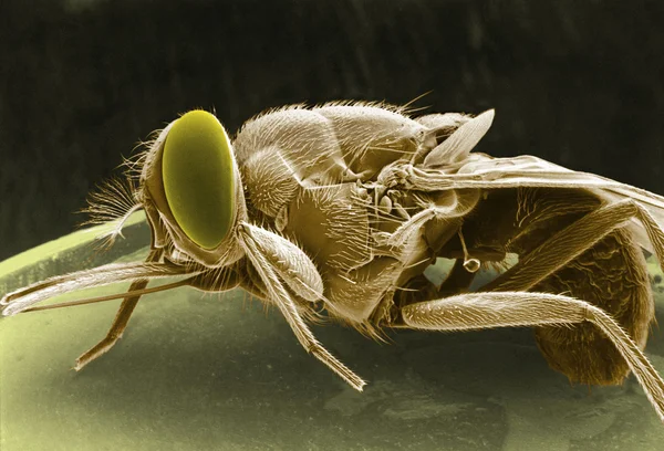 Mosca de Tse-tse — Foto de Stock