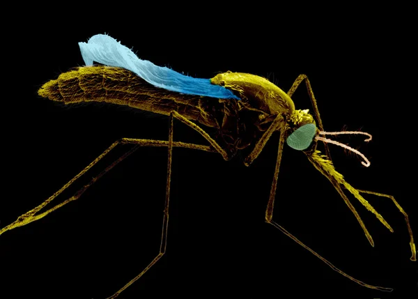 Sivrisinek yakın çekim — Stok fotoğraf