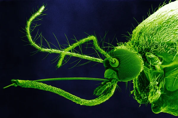 Zbliżenie na komary — Zdjęcie stockowe