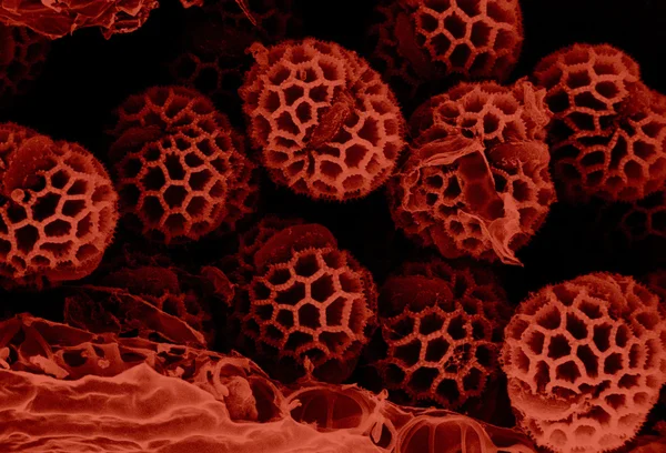 Pollen under microscope — Stock Photo, Image