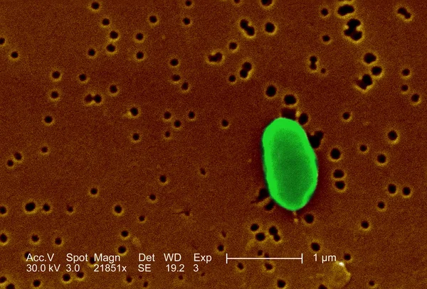 Bacillus pod mikroskopem — Zdjęcie stockowe