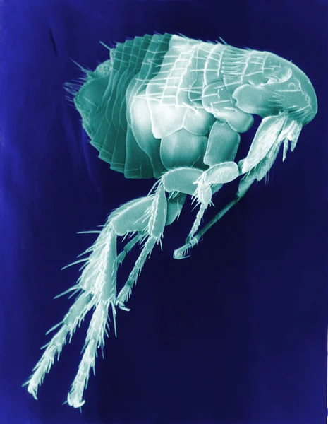 Digitalização de uma pulga — Fotografia de Stock