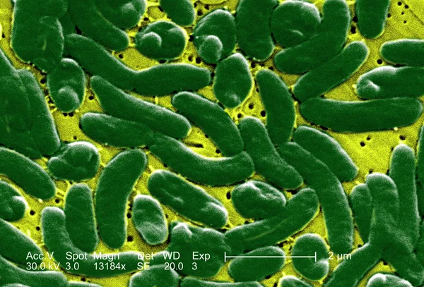 Bacteriën onder de Microscoop — Stockfoto