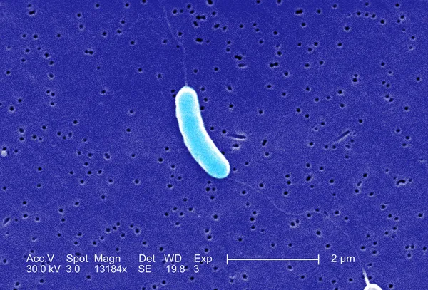 細菌は顕微鏡の下で — ストック写真