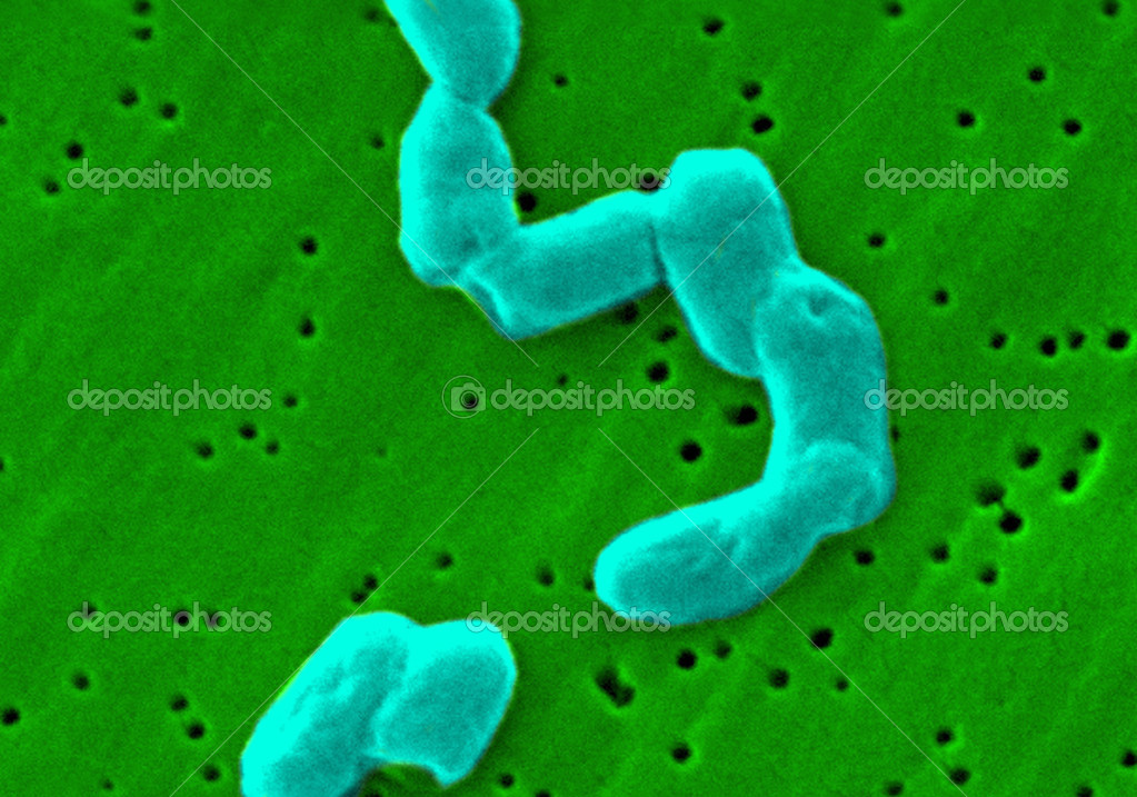 Salmonella bacteria — Stock Photo © imagepointfr 44394455