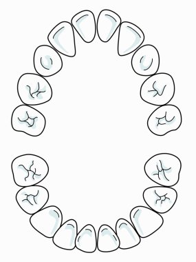 Toplamda 20 süt dişleri vardır.