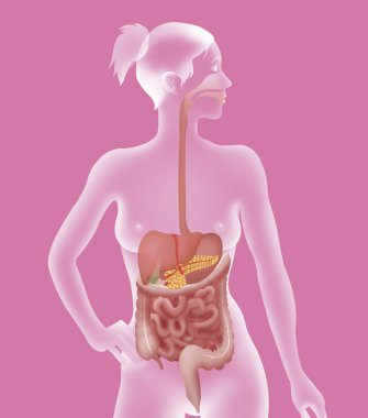 Digestive system clipart