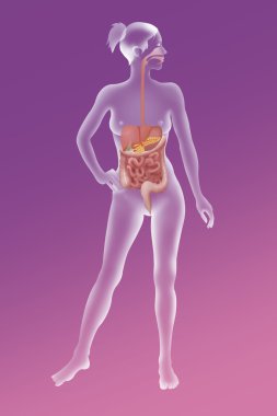 Digestive system clipart