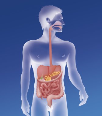 Human digestive system clipart