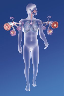 Depiction of a healthy bronchial tube clipart