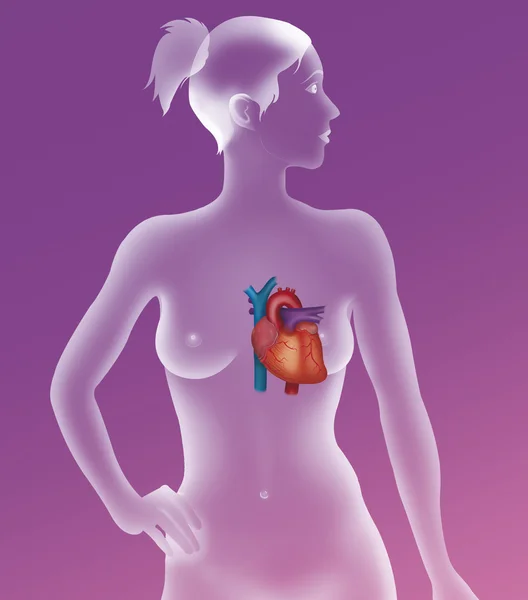 Сердечная система — стоковое фото