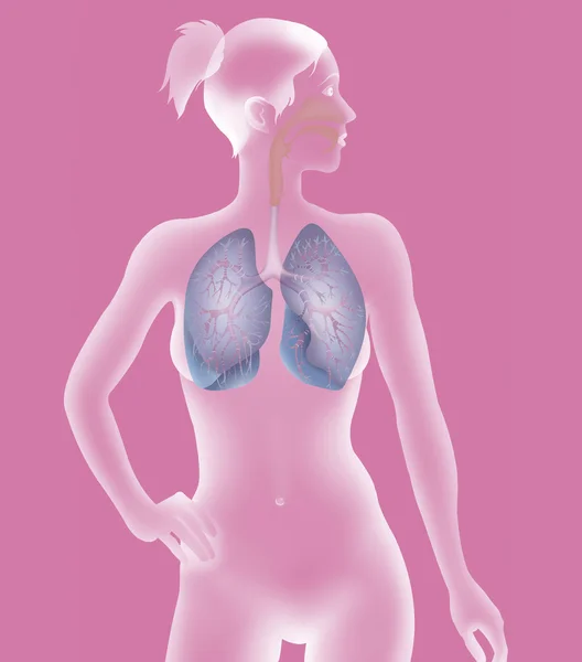 Sistema pulmonar — Foto de Stock