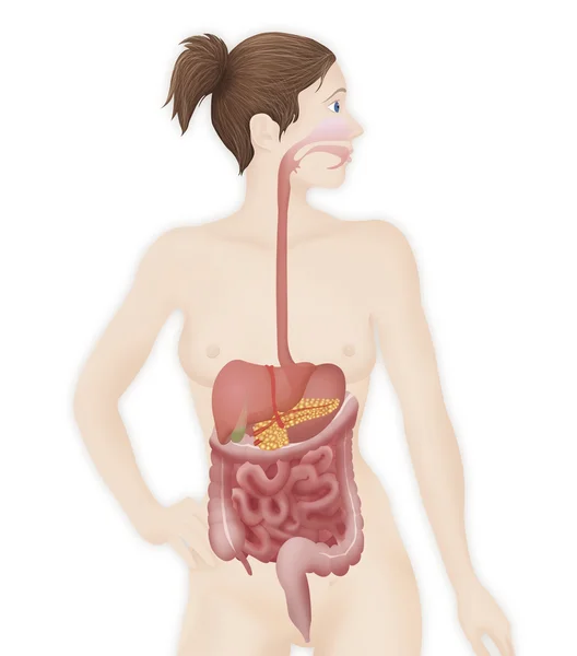 Sistema digestivo — Foto de Stock