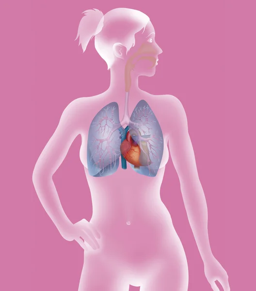 Sistema pulmonar — Fotografia de Stock