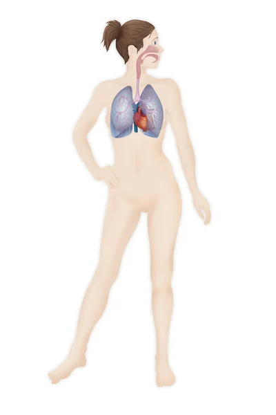 肺系统 — 图库照片