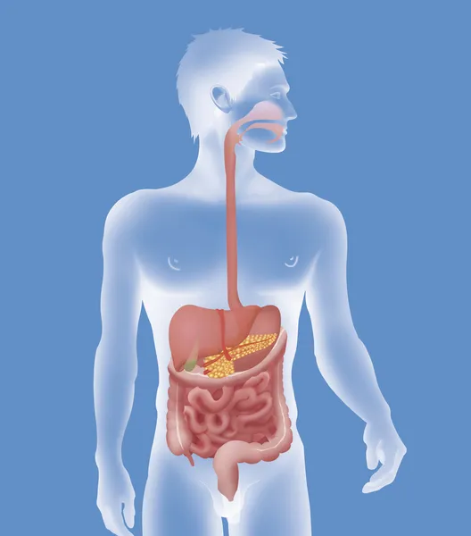 Sistema digestivo humano — Fotografia de Stock