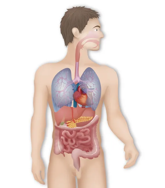 Human internal organs — Stock Photo, Image