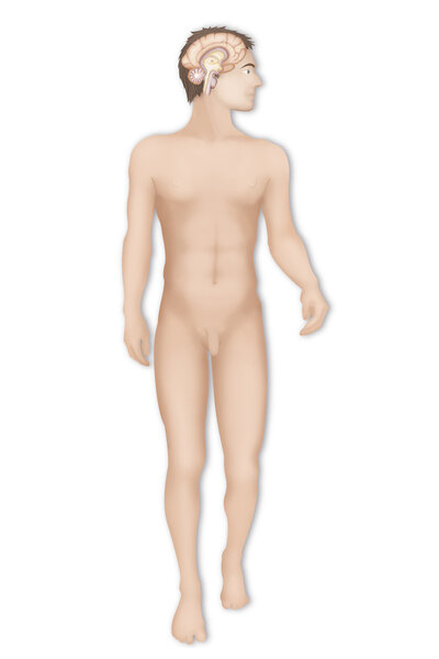 Человеческий мозг
