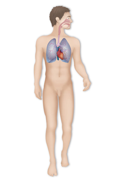 Легочная система человека
