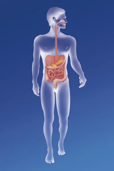 Sistema digestivo humano — Foto de Stock