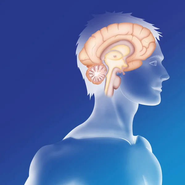 Mavi bir arka plan üzerinde insan beyni — Stok fotoğraf