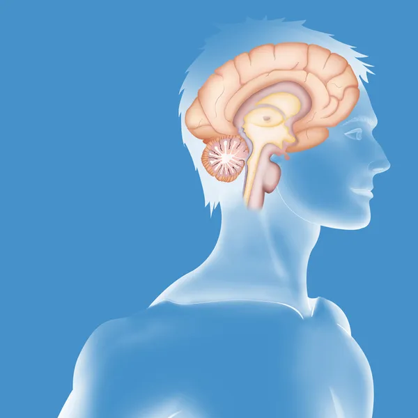 Bir insan beyni çizimi — Stok fotoğraf