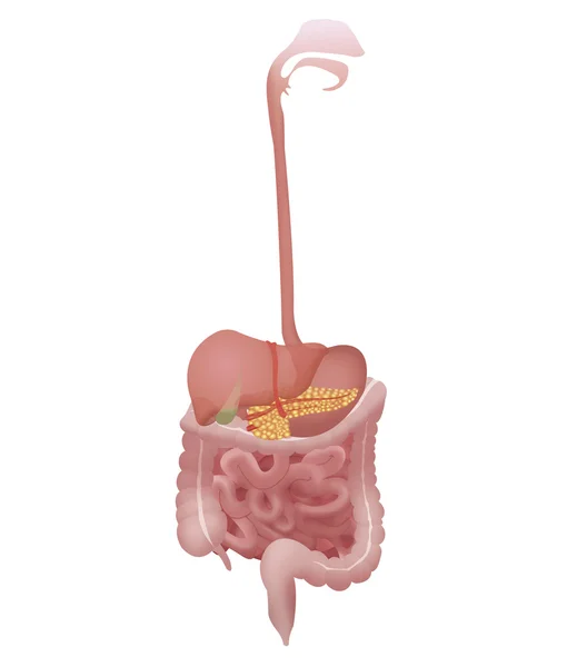 Sistema digestivo — Fotografia de Stock