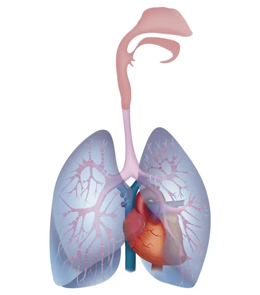 Lungs and heart on white — Stock Photo, Image