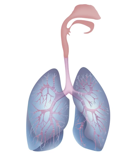 Ludzkie płuca na biały — Zdjęcie stockowe