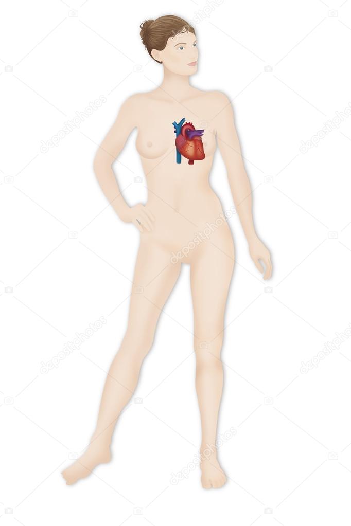 Cardiac system