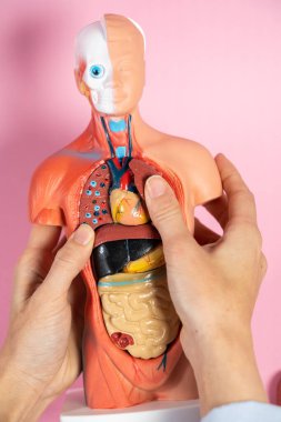 Anatomical mannequin for teaching human organs