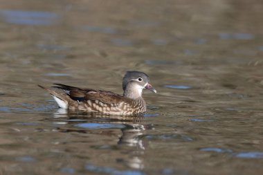 Female mandarin duck in a park in Paris, Ile de France, France.