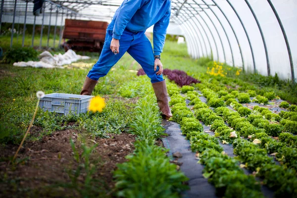 Organic Farmer Working Directly Consumers Here Collecting Salads — Stockfoto