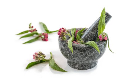 Comfrey or symphytum officinale is a medicinal plant active in the healing of wounds and the consolidation of fractures.