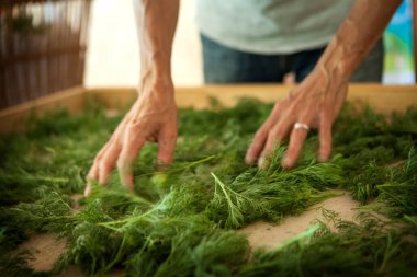 Herbalist putting arquebus or aurone leaves to dry, deworming plant, insecticide, stimulant, tonic, astringent.