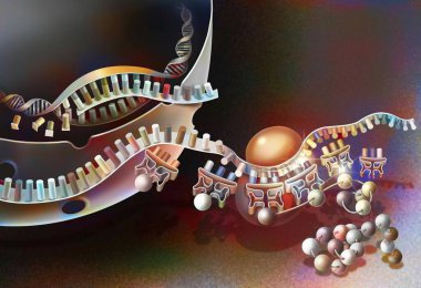 Transcription of DNA into messenger RNA and its translation.