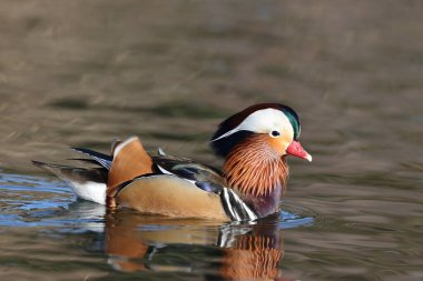 Mandarin duck in a park in Paris, Ile de France, France.