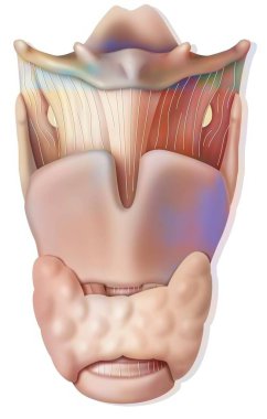 Larynx in anterior view with epiglottis, hyoid bone, thyroid cartilage. .