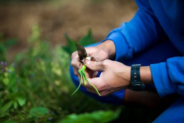 Organic farmer working directly with consumers, here harvesting new onions.