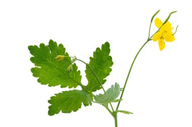 Close up of flowering celandine stem isolated on white background.