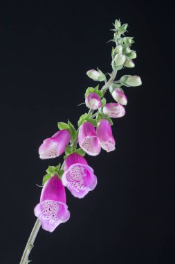 Purple foxglove. isolated on black background